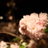 ohanami-403