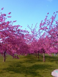 Sakura @ Brooklyn Botanical Garden