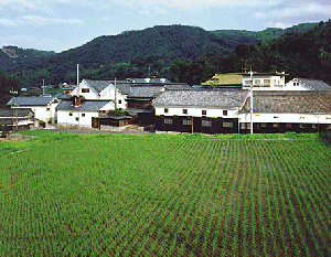 Beautiful Marumoto Brewery