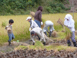Kikusui Rice Harvest in Full Swing