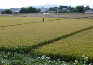 Beautiful Organic Kikusui Sake Rice Field