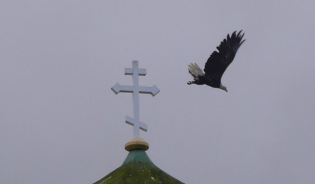 Bald Eagle